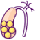 /uploads/gallbladder_stone_31a24453aa.png